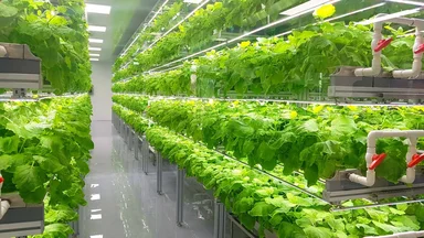 Contenido sobre la agricultura vertical