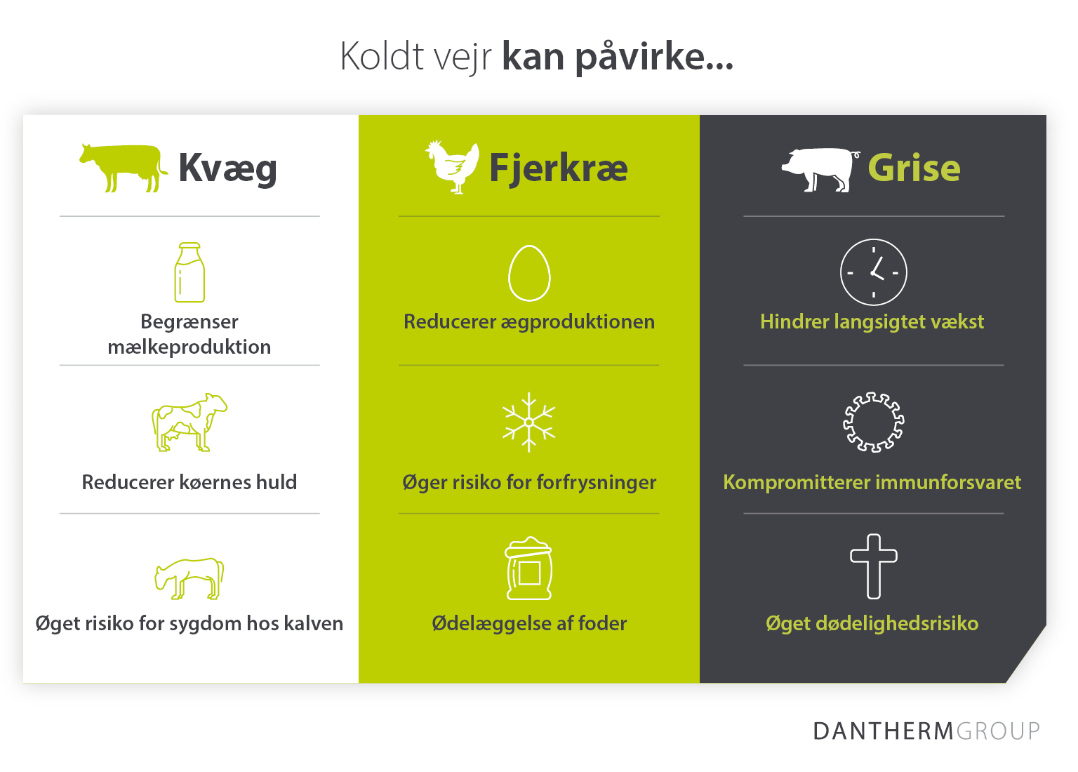 Hvordan koldt vejr og vejrforhold påvirker kvæg-, fjerkræ- og svineavl og -produktion - Dantherm Group