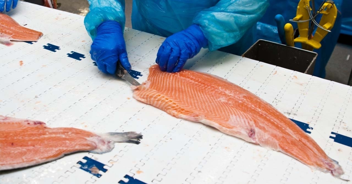 Energy-efficient climate control for the fish processing industry